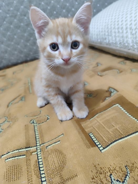 Отдам котенка мальчика в добрые руки