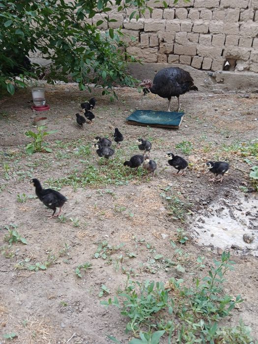 Курка жужалари 15 дона онаси билан