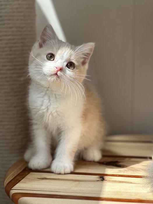 Британский короткошерстный