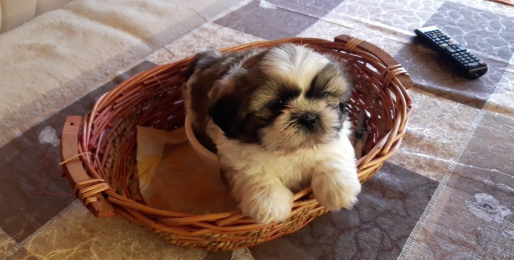 Мъжко кученце порода Ши Тцу