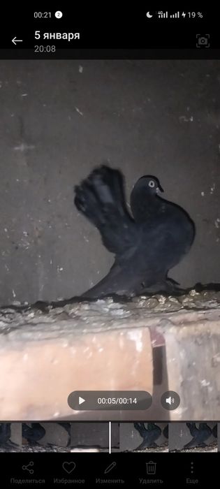 Голуби декоративные