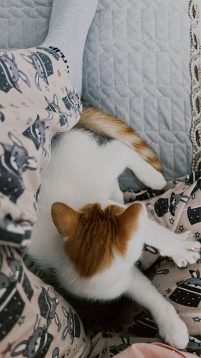 Шотландский котенок