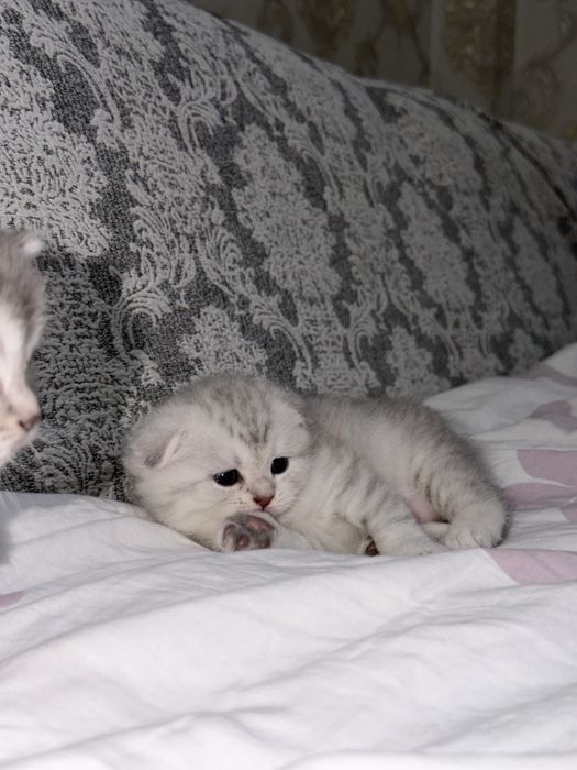 Mushukchalar котята