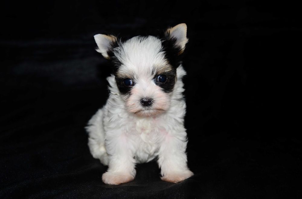 Йоркширский терьер Бивер ,шикарные щенки!