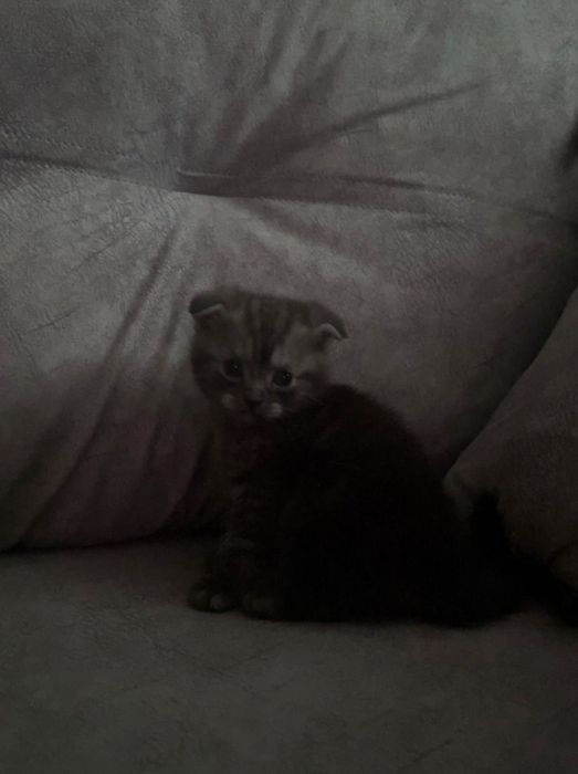 Продам котят шотланцы девочки