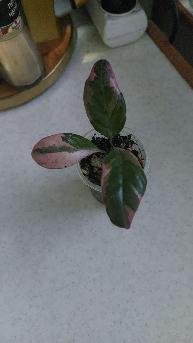 Комнатные цветы)