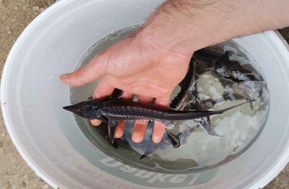 Puiet Sturion Nisetru Siberian 35cm 80g