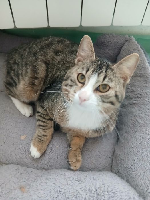 Озирис търси дом