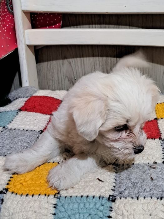 Bichon Maltez mascul