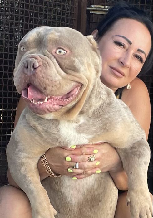 Кобели американский булли для вязки