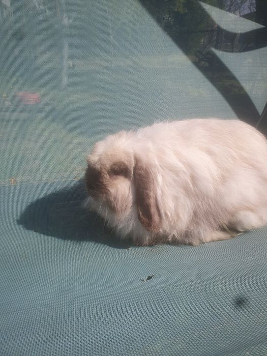 Berbec pitic cu păr lung (fuzzy lop)
