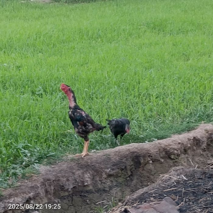 Sotiladi aybi yoʻq  tovuqni zoti o shamo xoʻrozni zoti kares