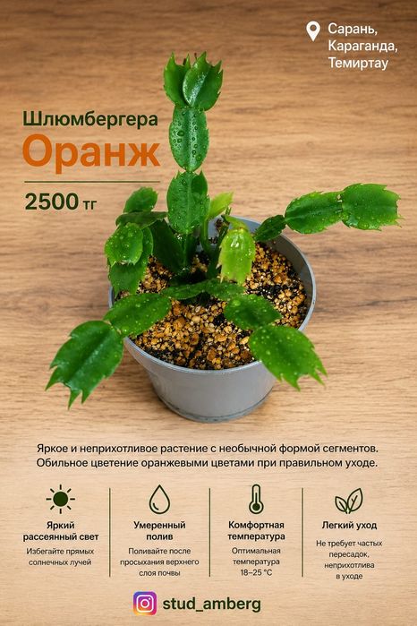Алоэ,шлюмбергера,рипсалидопсис