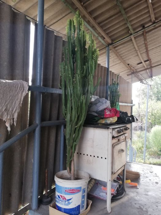 Продам два молочая