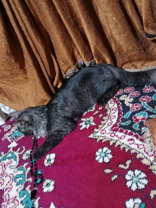 Zoti :Meyn kun uyda boqilgan