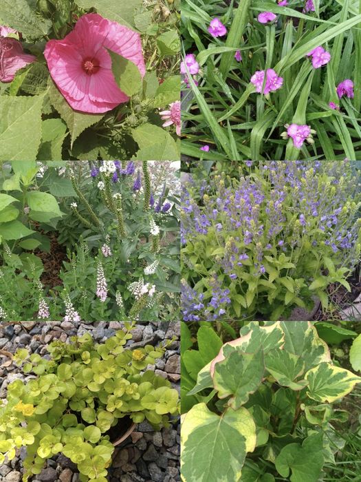 Разные растения в наличии