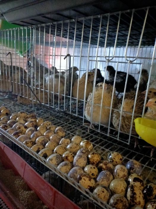 Домашние перепелинные яйца