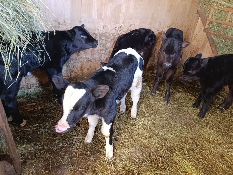 Телята бычки 5 голов