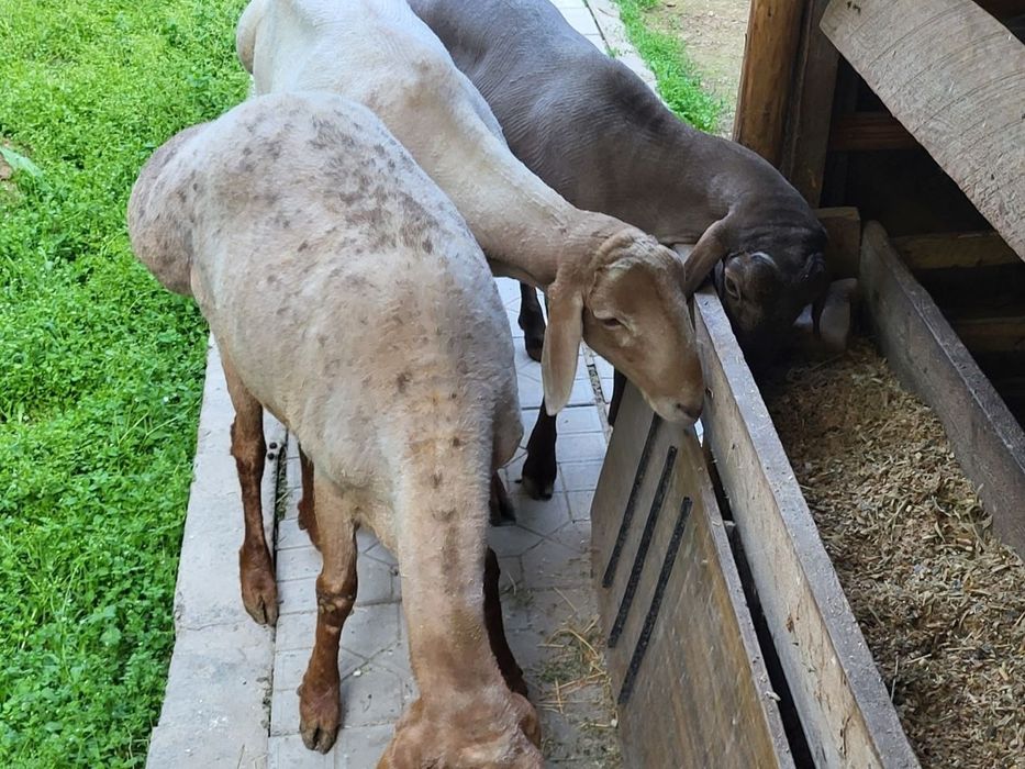 Кузи кучкор ва солулар