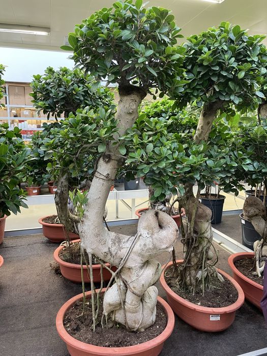 Бонсай символ богатства