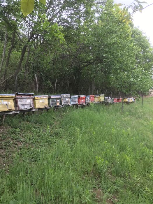 Vând famili de albine