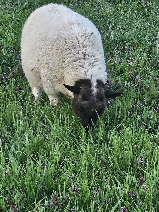 Mielute si oi Dorper.