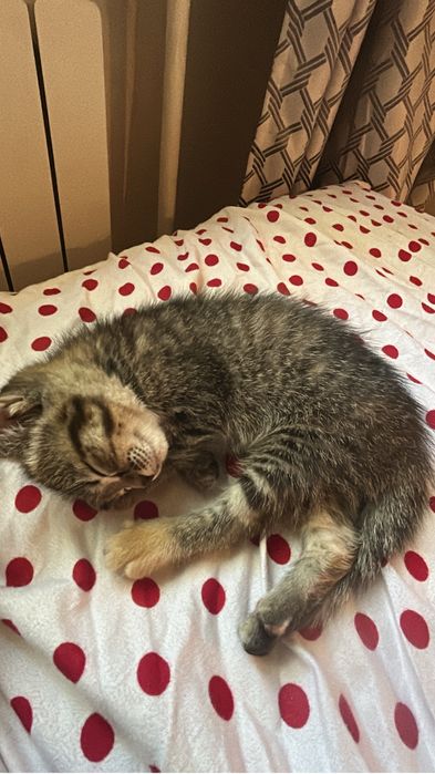 Котенок девочка 2,5 месяца