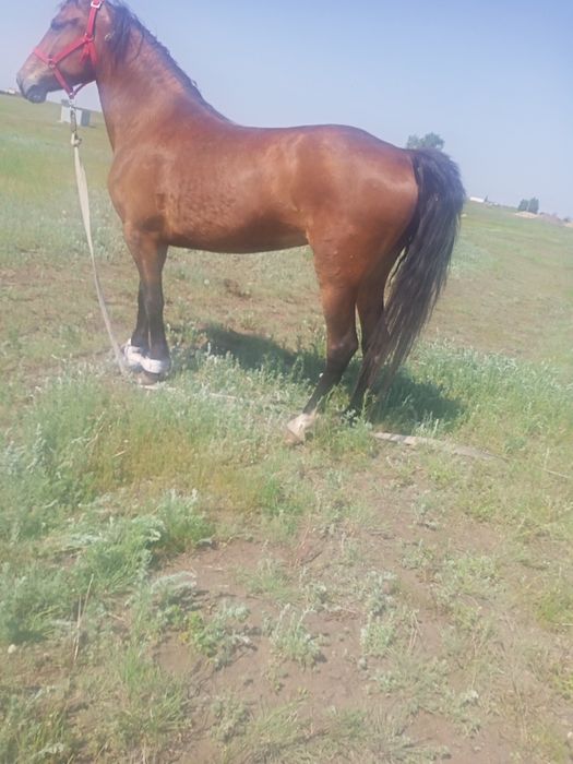Продам кабылка 5 летка.