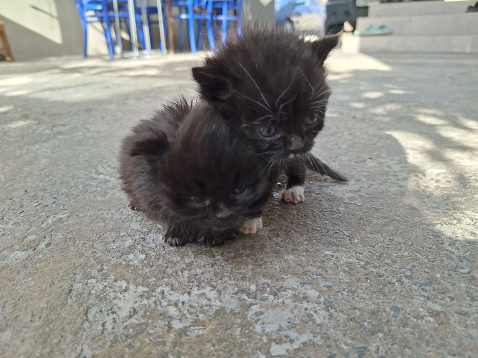 Отдам котят в хорошие руки
