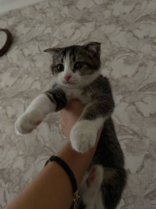 Котёнок породы скоттиш фолд(вислоухая)