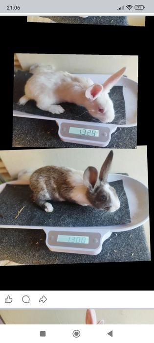 Hycole tineret disponibil!