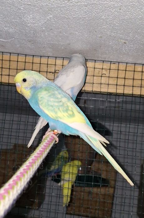 Papagali Nimfa si Perusi