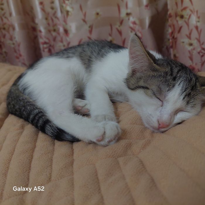 Кошка ,девочка ,ласковая