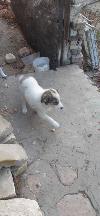 Отдам щенят породы дворняга в добрые руки.