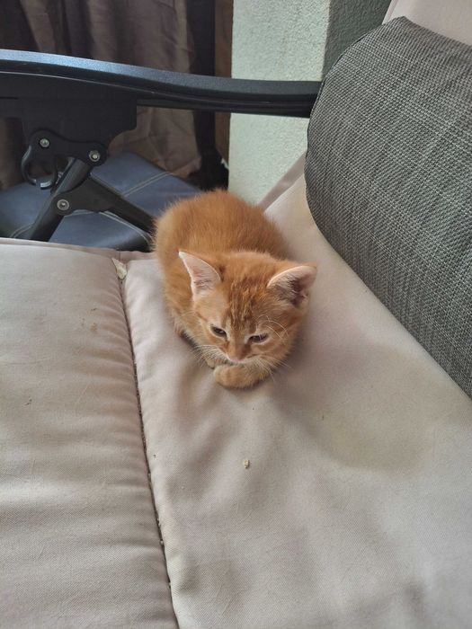 Едно коте за подаряване