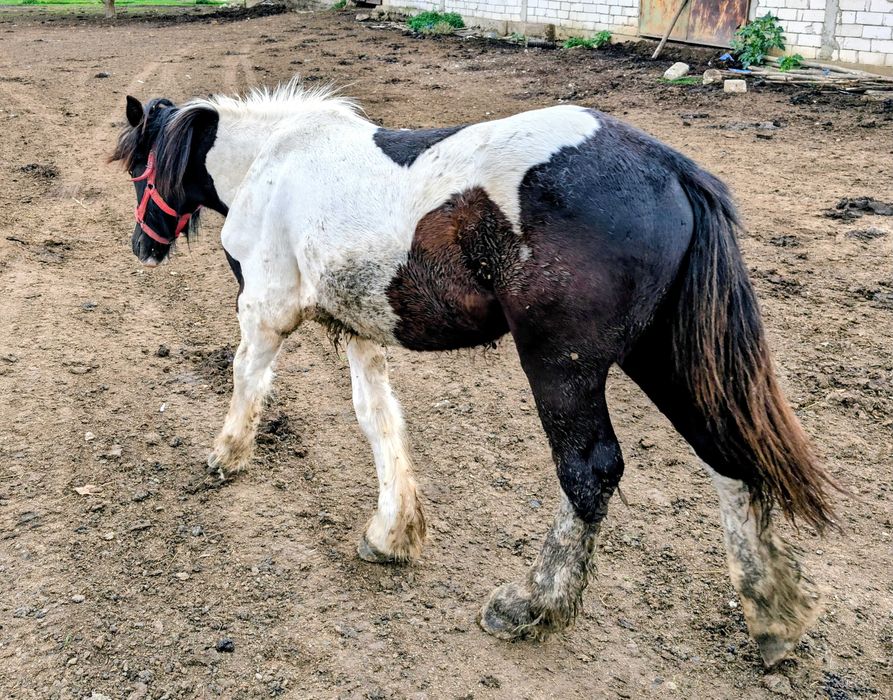 Mânz Gypsy Vanner de 1 an