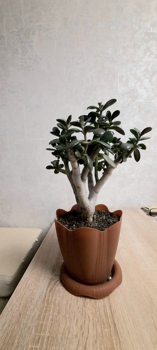 Цветы каждый по 3 000