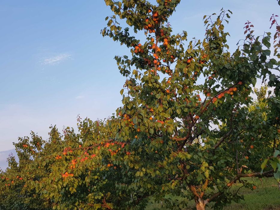 Vand livada de pomi fructiferi