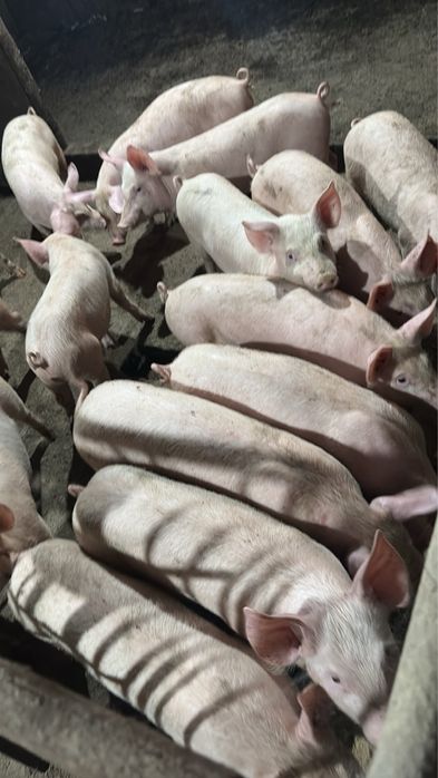 Продаваме малки прасета