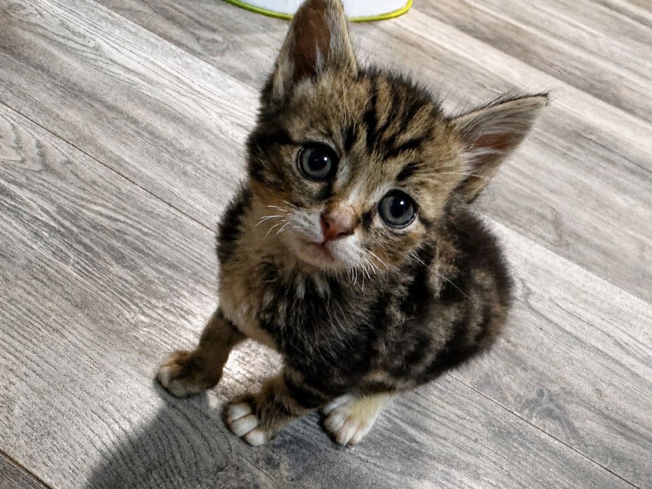 Котята , 1 девочка серенькая и мальчик серенький с белой грудкой .