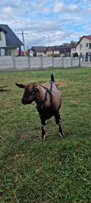 Vând țap alpin francez