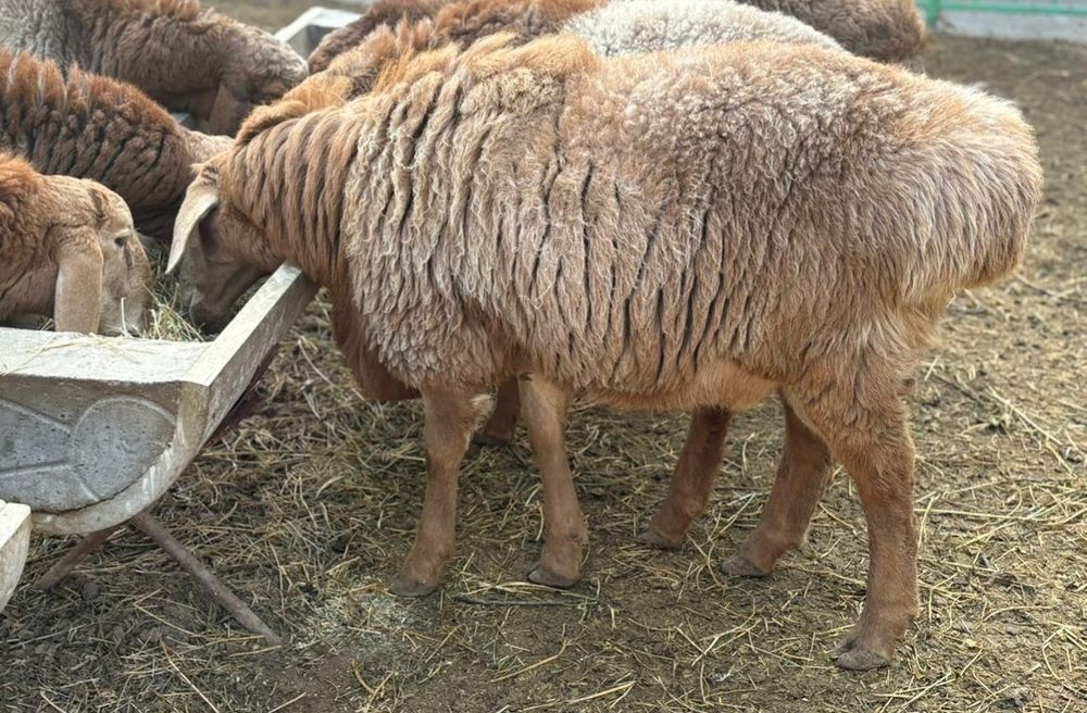 Қошқарлыққа арналған