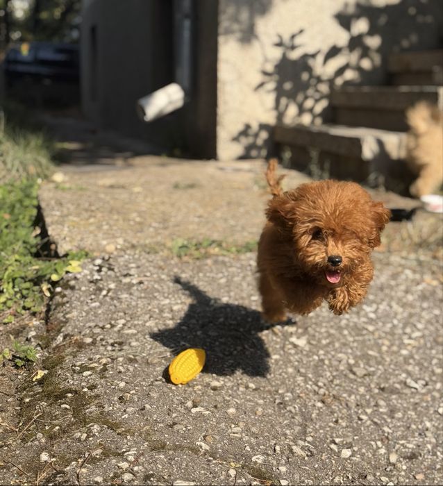 Чистокръвен Той пудел момченце - Toy Poodle
