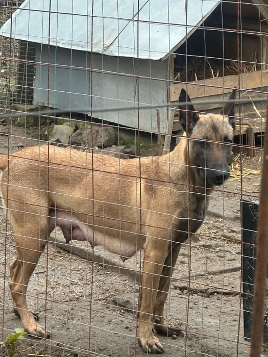 Vând  Pui Ciobanesc Belgian Malinois