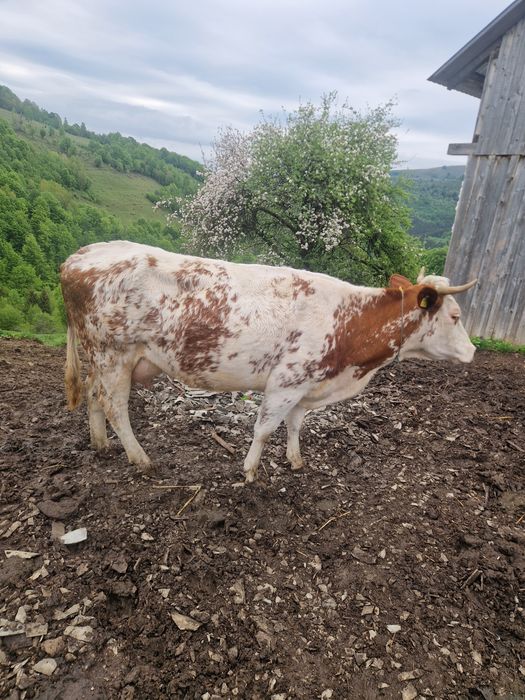 Vand vaca de 4 ani cu o vițea balțata de 3 săptămâni
