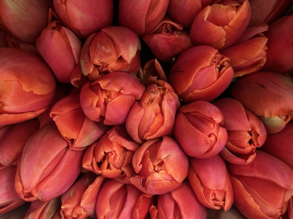 Тюльпаны с доставкой