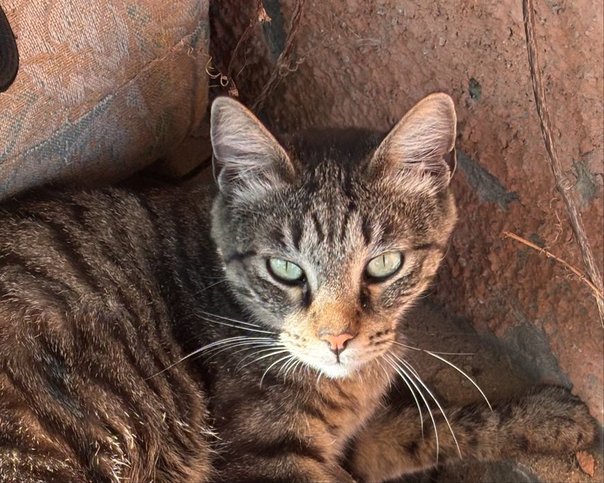 Толстый и ласковый кот Юрка