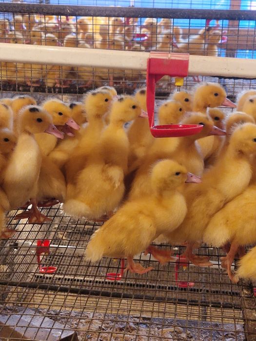 Утята  и Гусята   .