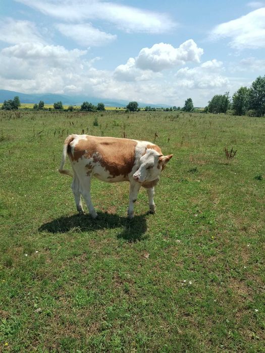 Vând 10 vițele si 1 taur