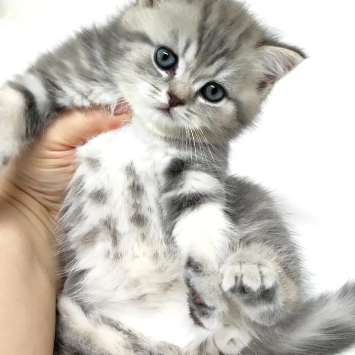 шотландские котята